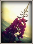 Iphone photos Summer 2013 501