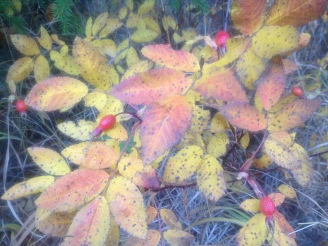 1383697_10200961086170305_353990021_nd