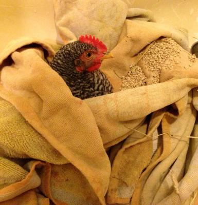 1012111_10200318123536641_1153059727_n