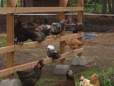 10388064_10202710806992232_3329707301897224514_n