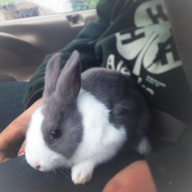 11214034_10205035065417240_6406549020167194854_n