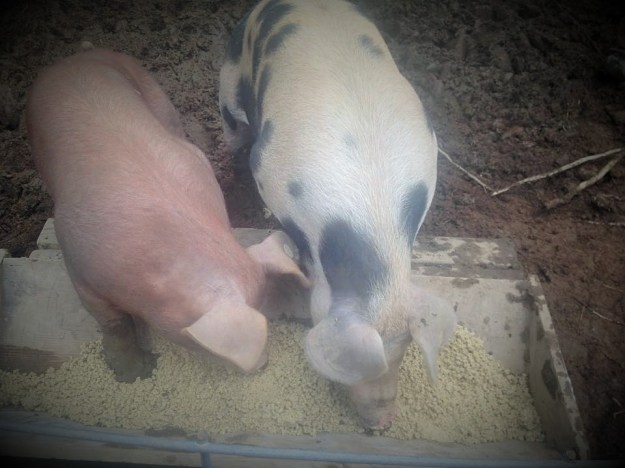 11540951_10205035063977204_6727583730988902623_n