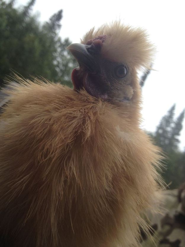 11870767_104228559929386_7683490994291455450_n