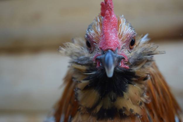 12109807_153066361712272_8456522066317493704_o