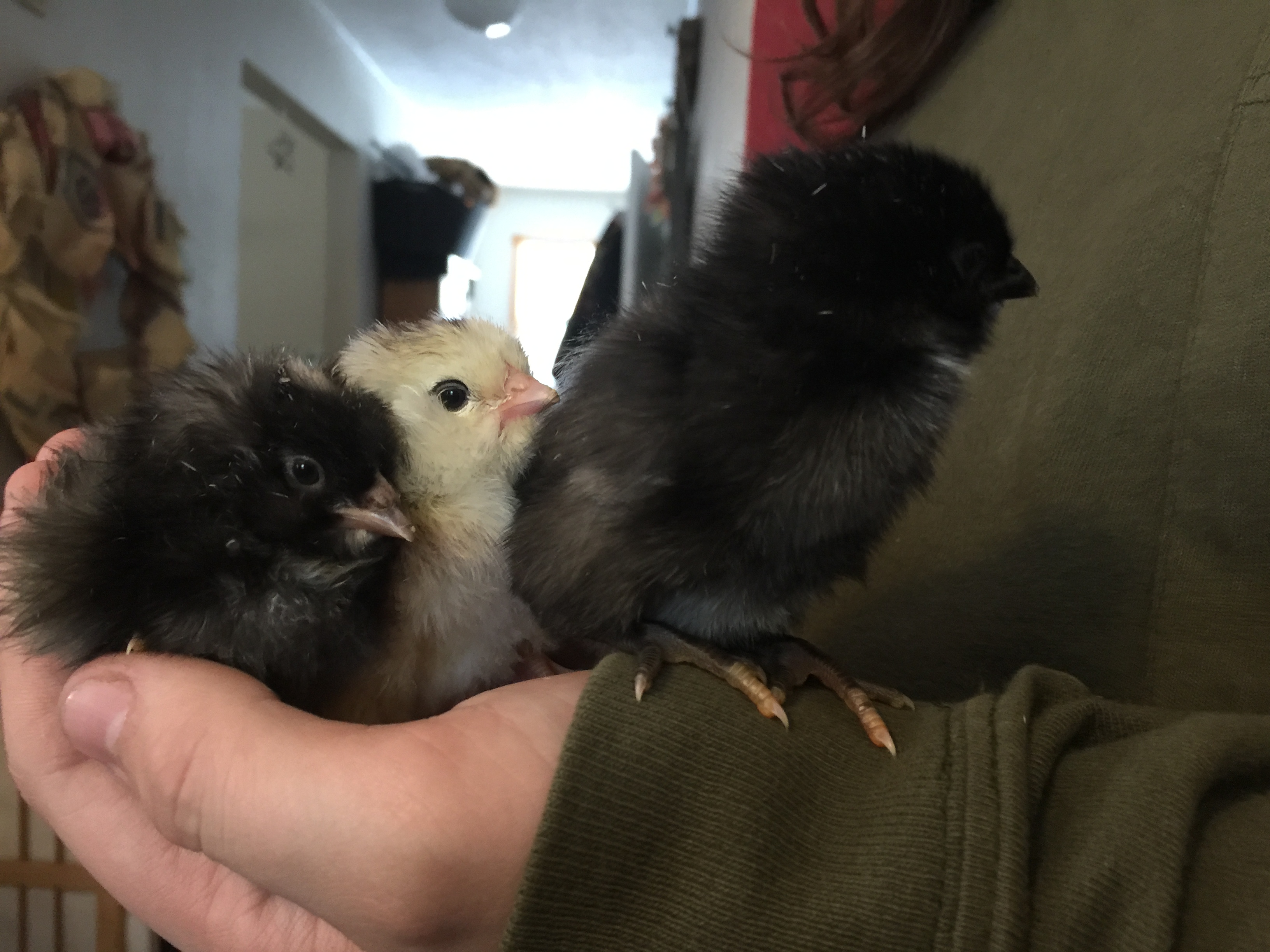 FEBRUARY 2016 718.JPG