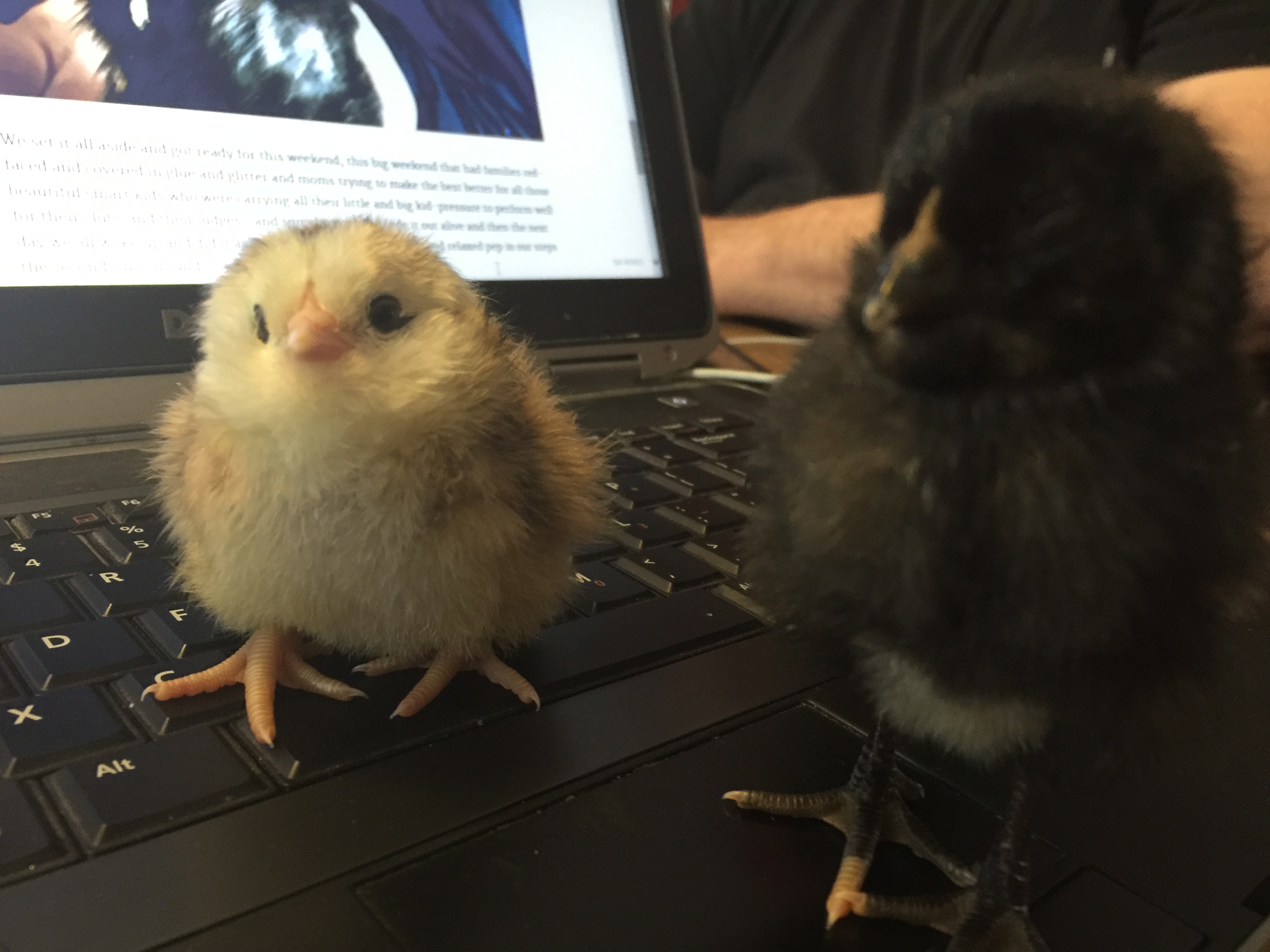 FEBRUARY 2016 723.JPG