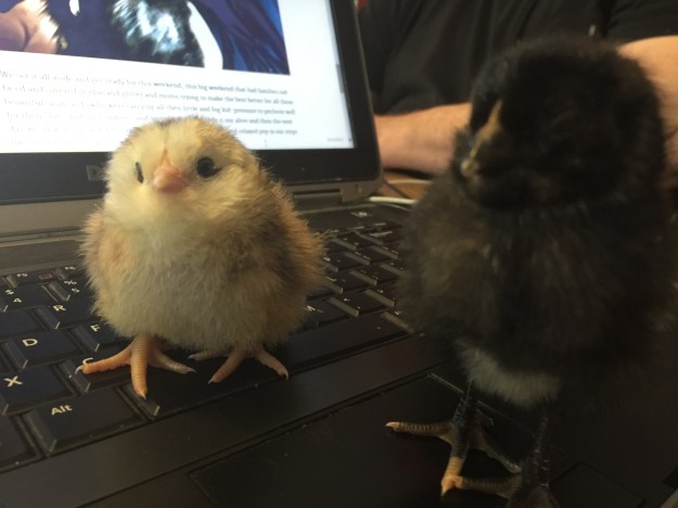 FEBRUARY 2016 723.JPG