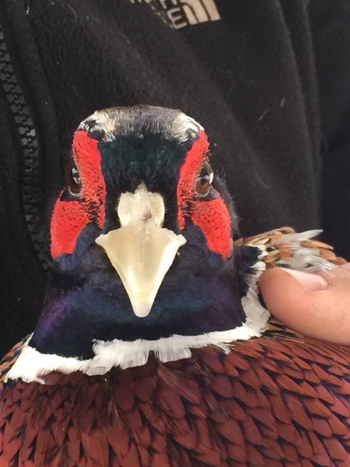 12472750_10206557326632819_8519998960835455676_n