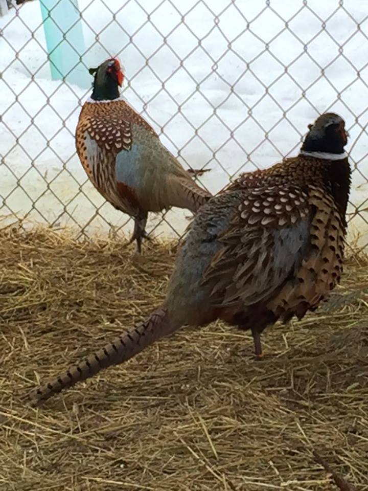 1923448_10206557318552617_8738106238223958002_n