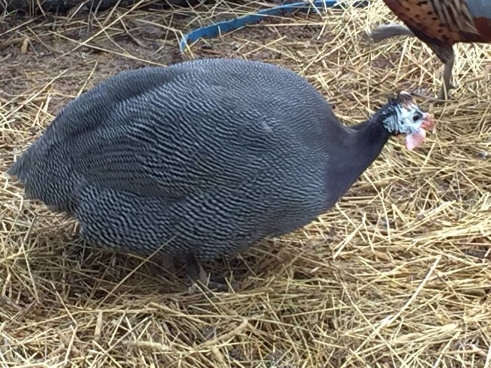 943813_10206557327912851_8412877948745883998_n